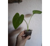 Кала ефіопська біла (Calla aethiopica)